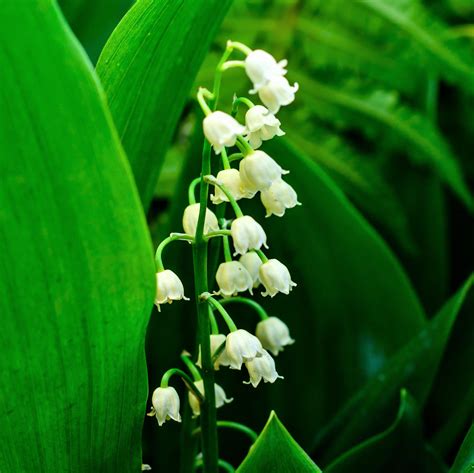 lily of the valley f95 - Buy Lily of the Valley .